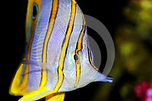 Copperband Butterflyfish - Chelmon rostratus