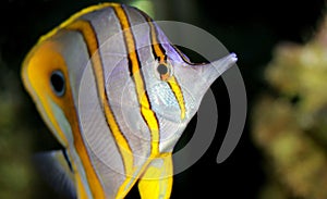 Copperband Butterflyfish - Chelmon rostratus