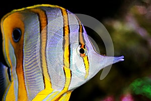 Copperband Butterflyfish - Chelmon rostratus