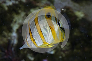 The Copperband butterflyfish. Chelmon rostratus.