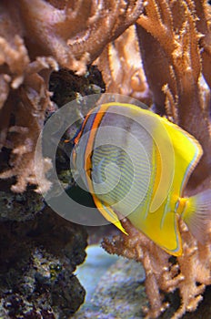 Copperband butterflyfish Chelmon rostratus