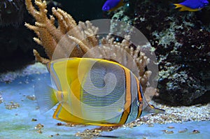 Copperband butterflyfish Chelmon rostratus