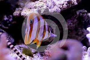The copperband butterflyfish - Chelmon rostratus