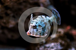 The copperband butterflyfish - Chelmon rostratus