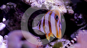 The copperband butterflyfish - Chelmon rostratus