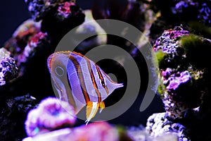 The copperband butterflyfish - Chelmon rostratus