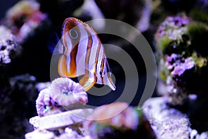 The copperband butterflyfish - Chelmon rostratus