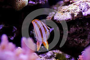 The copperband butterflyfish - Chelmon rostratus