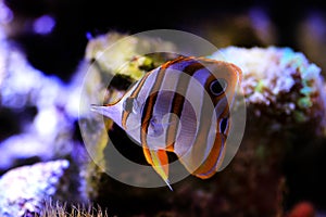 The copperband butterflyfish - Chelmon rostratus