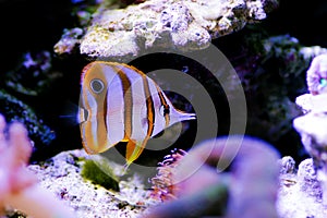 The copperband butterflyfish - Chelmon rostratus