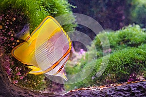 Copperband butterflyfish, Chelmon rostratus