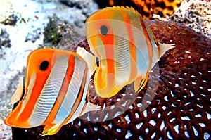 Copperband butterflyfish Chelmon rostratus