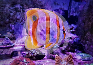 Copperband Butterflyfish - Chelmon rostratus