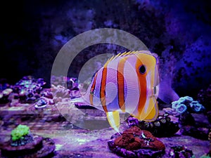 Copperband Butterflyfish - Chelmon rostratus