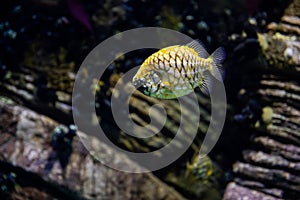 The copperband butterflyfish Chelmon rostratus