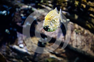 The copperband butterflyfish Chelmon rostratus