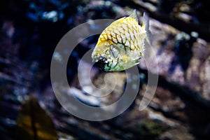 The copperband butterflyfish Chelmon rostratus