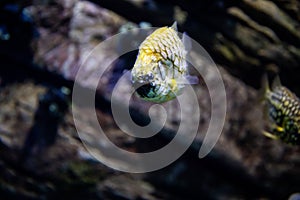 The copperband butterflyfish Chelmon rostratus