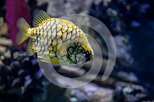 The copperband butterflyfish Chelmon rostratus