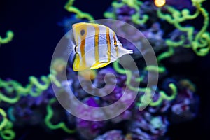 The copperband butterflyfish (Chelmon rostratus)