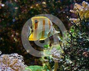 The copperband butterflyfish (Chelmon rostratus)