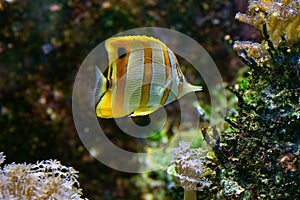 The copperband butterflyfish (Chelmon rostratus)