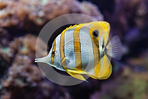 Copperband butterflyfish (Chelmon rostratus).