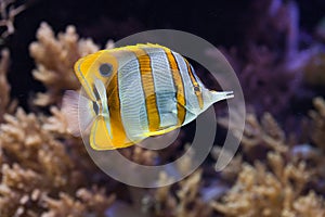 Copperband butterflyfish (Chelmon rostratus).