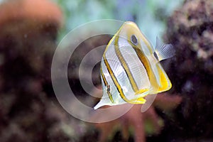 Copperband butterflyfish (Chelmon rostratus)