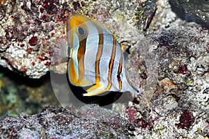 Copperband butterflyfish (Chelmon rostratus)