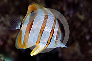 Copperband butterflyfish (Chelmon rostratus)