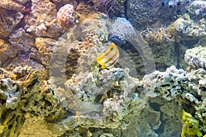 Copperband butterflyfish (Chelmon rostratus)