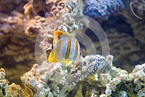 Copperband butterflyfish (Chelmon rostratus)