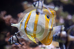 Copperband butterflyfish (Chelmon rostratus).