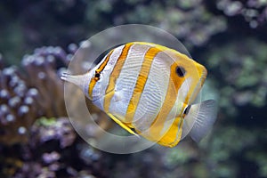 Copperband butterflyfish Chelmon rostratus.