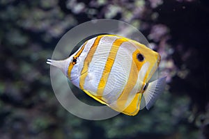 Copperband butterflyfish Chelmon rostratus.