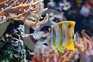 Copperband Butterflyfish Chelmon rostratus, also commonly called the Beak Coralfish