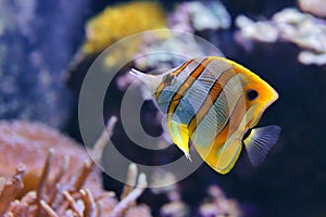 Copperband Butterflyfish Chelmon rostratus, also commonly called the Beak Coralfish