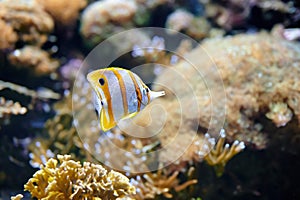 Copperband butterflyfish Chelmon rostratus also known as the beaked coral fish