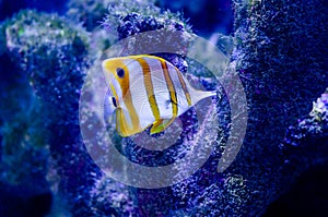 The copperband butterflyfish Chelmon rostratus, also known as the beaked coral fish