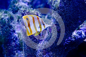 The copperband butterflyfish Chelmon rostratus, also known as the beaked coral fish