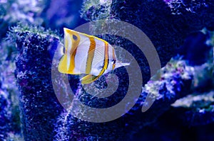 The copperband butterflyfish Chelmon rostratus, also known as the beaked coral fish