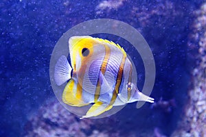 The copperband butterflyfish -Chelmon rostratus, also known as the beaked coral fish .