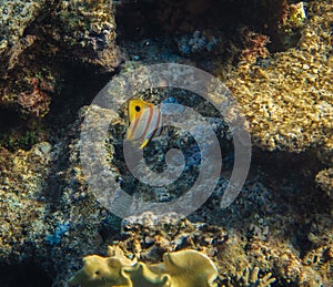 Copperband butterflyfish, Chelmon rostratus, beaked coral saltwater aquarium fish underwater. Great Barrier Reef