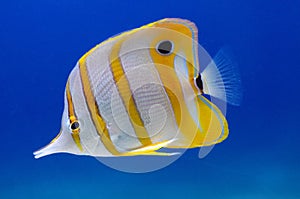 Copperband butterflyfish, Chelmon rostratus commonly known as beaked coral fish