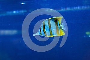 Copperband butterflyfish Chelmon rostratus.