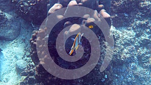 Copperband Butterflyfish or chelmon rostratus fish with long nose in Andaman Sea, Thailand. Beautiful colorful yellow