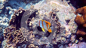 Copperband Butterflyfish or chelmon rostratus fish with long nose in Andaman Sea, Thailand. Beautiful colorful yellow