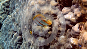 Copperband Butterflyfish or chelmon rostratus fish with long nose in Andaman Sea, Thailand. Beautiful colorful yellow