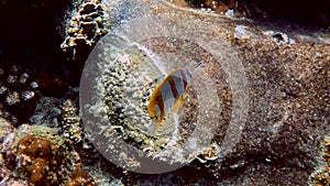 Copperband Butterflyfish or chelmon rostratus fish with long nose in Andaman Sea, Thailand. Beautiful colorful yellow